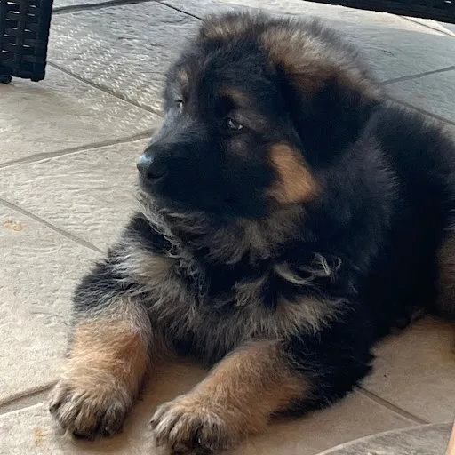 Yummy Grill Afghan Kabob House - Oakland, CA